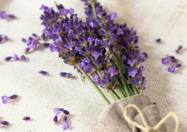 organic Lavender Essential Oil skincare organic Lavender Essential Oil